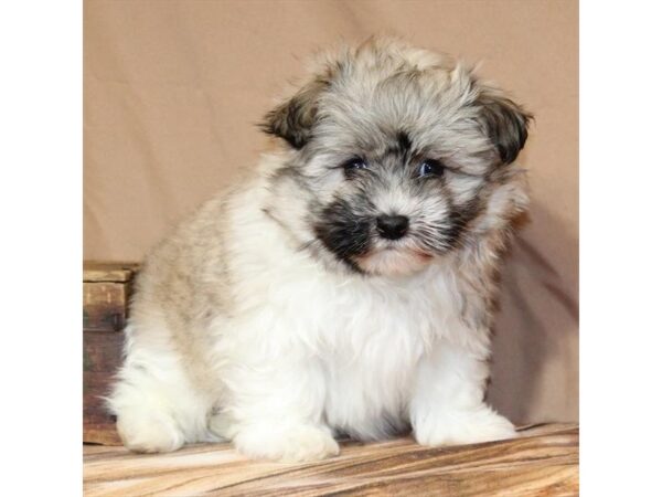 [#29552] White / Gold Female Havanese Puppies For Sale