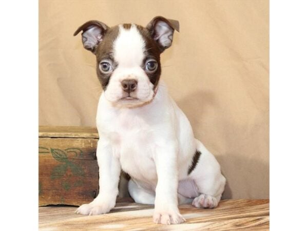 [#29553] White / Red Female Boston Terrier Puppies For Sale