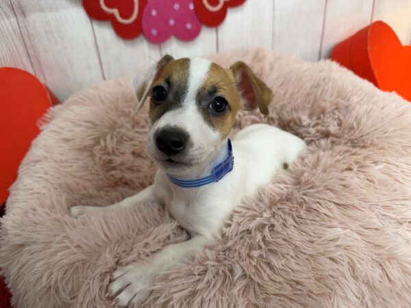 [#29536] White and Red Male Jack Russell Terrier Puppies For Sale