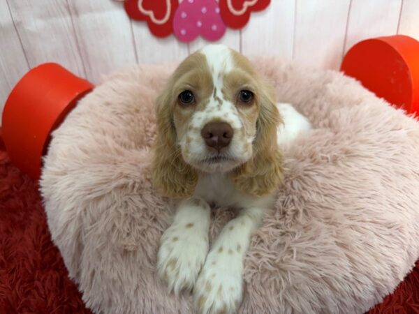 [#29534] Buff and White Female Cocker Spaniel Puppies For Sale