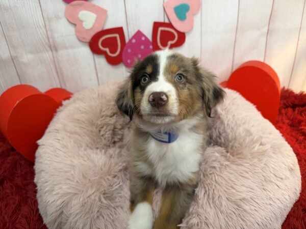 [#29533] Red Merle Male Miniature Australian Shepherd Puppies For Sale