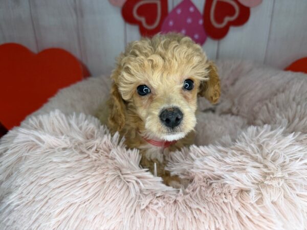 [#29535] Apricot Female Poodle Puppies For Sale