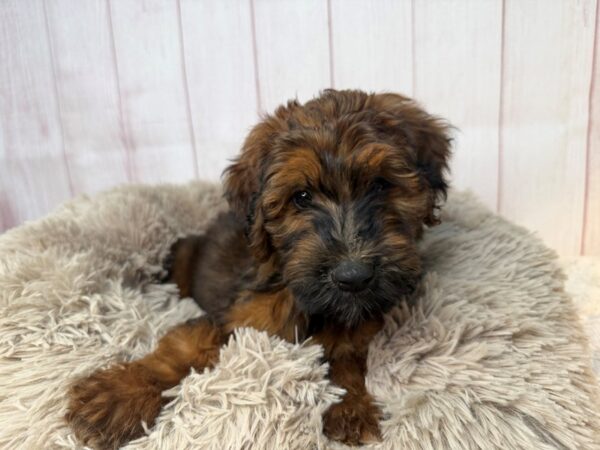 [#29543] Wheaten Female Poodle/Soft Coated Wheaten Terrier Puppies For Sale