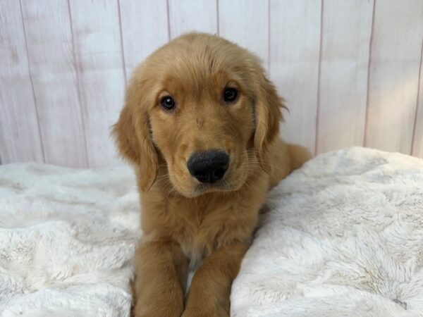 [#29554] Golden Male Golden Retriever Puppies For Sale
