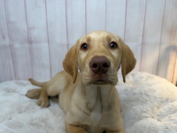 [#29542] Yellow Male Labrador Retriever (Unregistered) Puppies For Sale