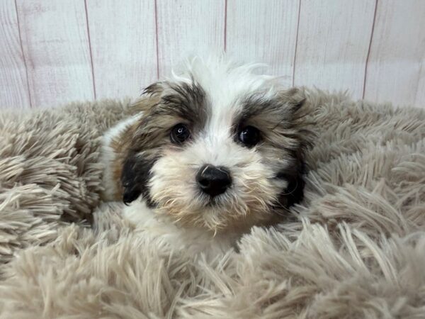 [#29546] White / Gold Female F1B Zuchon Puppies For Sale