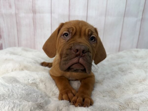 [#29537] Red Male Dogue De Bordeaux Puppies For Sale