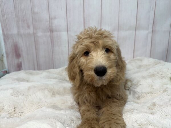 [#29556] Brown Female F1B Goldendoodle Puppies For Sale