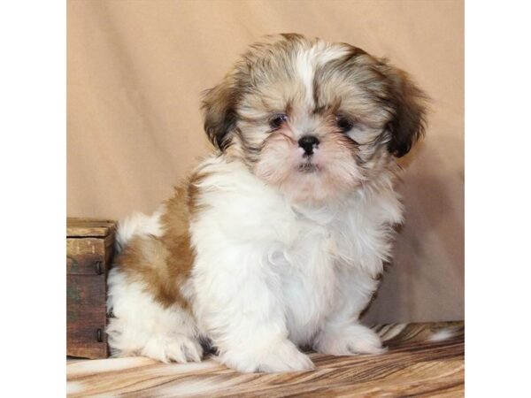 [#29571] Gold / White Female Shih Tzu Puppies For Sale