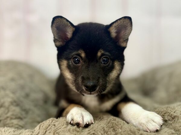 [#29575] Black / Tan Female Shiba Inu Puppies For Sale