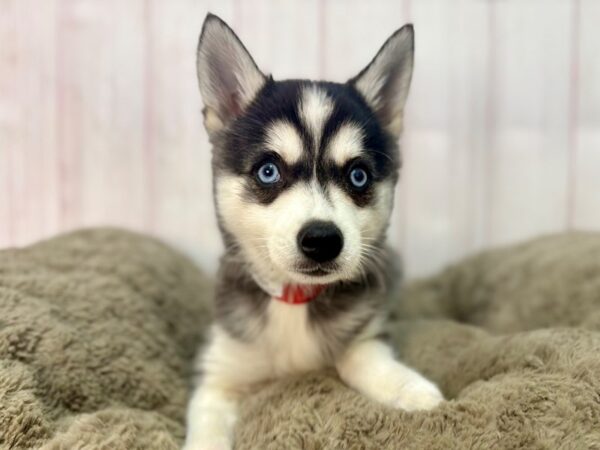 [#29574] Black / White Female Alaskan Klee Kai Puppies For Sale