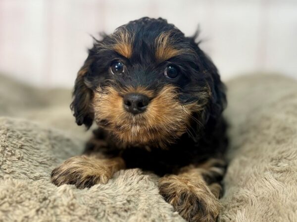 [#29573] Black / Tan Female Cavalier King Charles Spaniel/Poodle Puppies For Sale