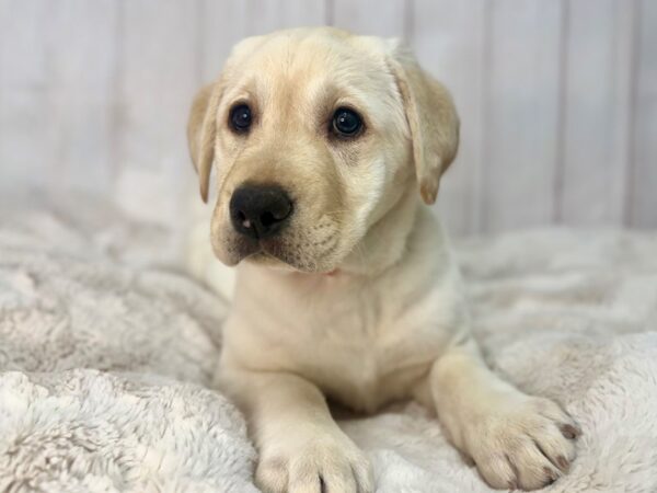[#29572] Yellow Female Labrador Retriever Puppies For Sale