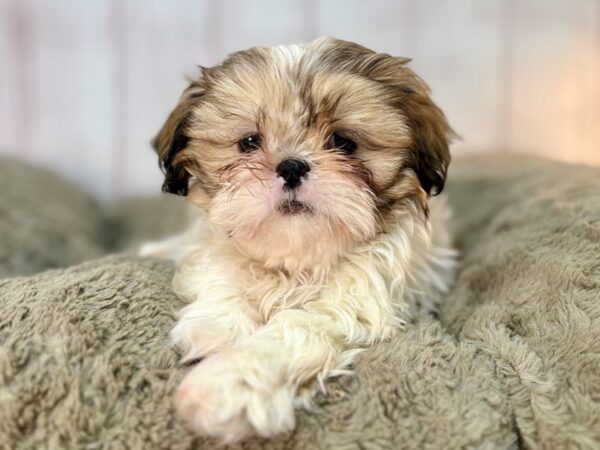 [#29571] Gold / White Female Shih Tzu Puppies For Sale