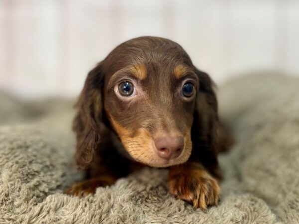 [#29567] Chocolate / Tan Female Dachshund Puppies For Sale