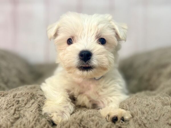[#29565] White Male West Highland White Terrier Puppies For Sale