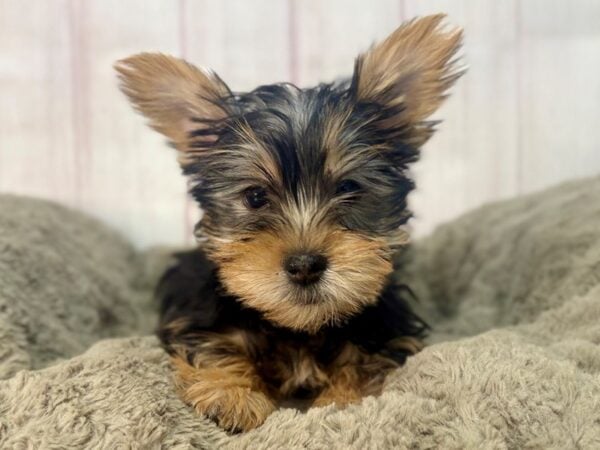 [#29563] Black and Tan Female Silky Terrier Puppies For Sale