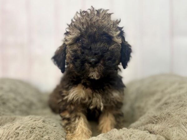 [#29561] Café Female Bichon Frise/Poodle Puppies For Sale