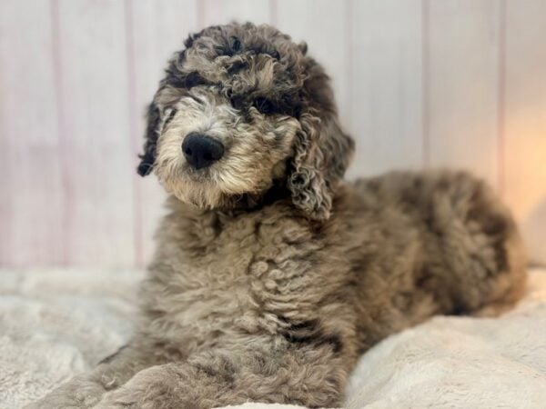 [#29559] Merle Male F1B Standard Bernadoodle Puppies For Sale