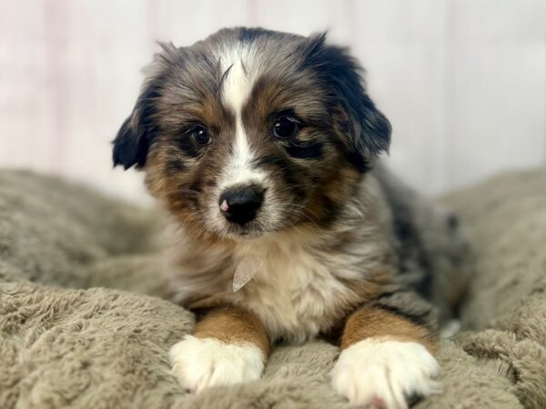 [#29580] Blue Merle Female Miniature Australian Shepherd Puppies For Sale