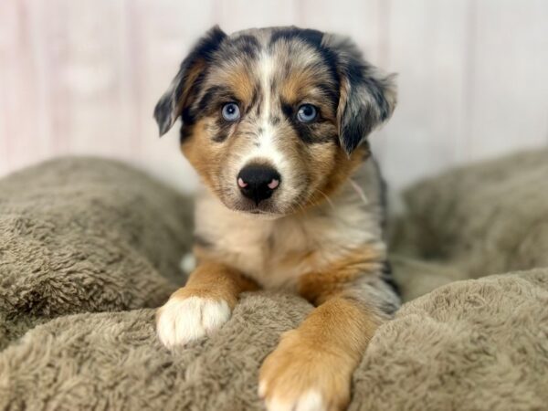[#29579] Blue Merle Female Miniature Australian Shepherd Puppies For Sale