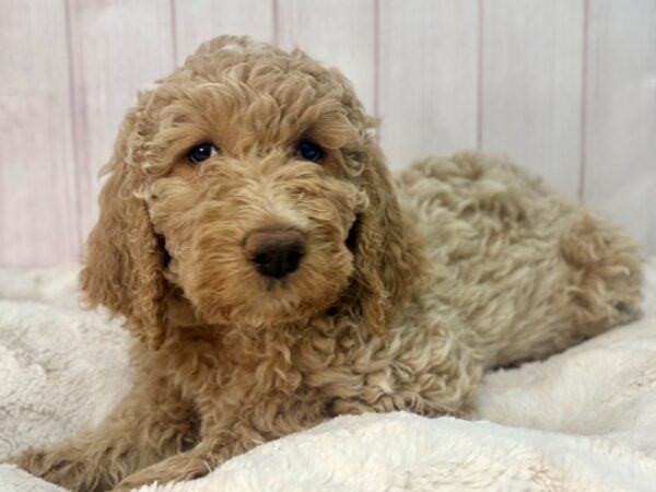 [#29586] Brown Female F1B Goldendoodle Puppies For Sale