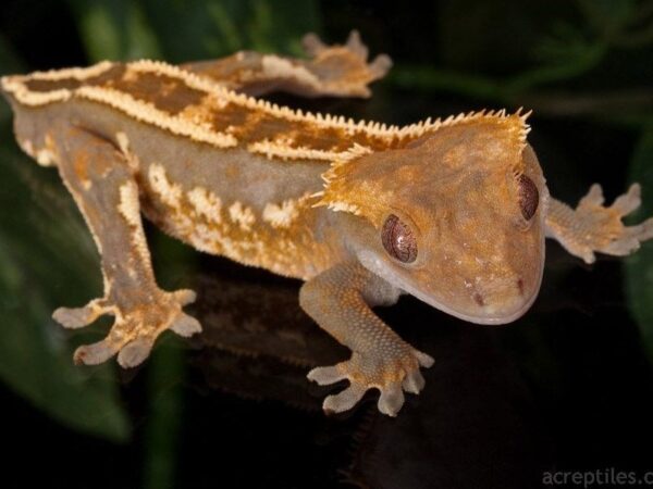 [#9] Male Crested Gecko Reptiles For Sale