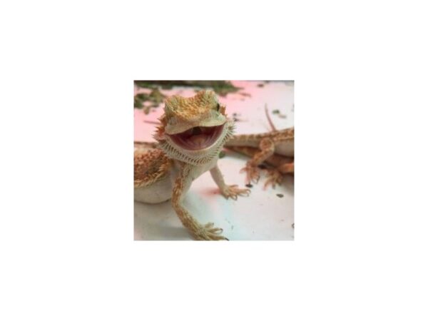 [#5] Male Bearded Dragon Reptiles For Sale