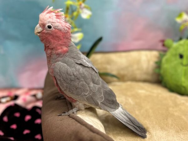 [#26625] Grey Female Rose Breasted Cockatoo Birds For Sale