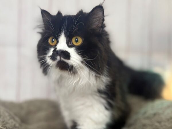 [#29382] Black & White Male Ragamuffin Kittens For Sale