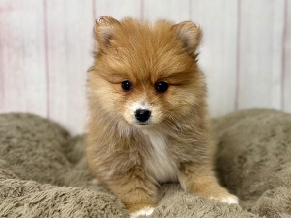 [#29466] Red Female Pomeranian Puppies For Sale