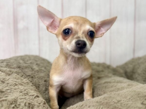 [#29465] Fawn Merle Female Chihuahua Puppies For Sale