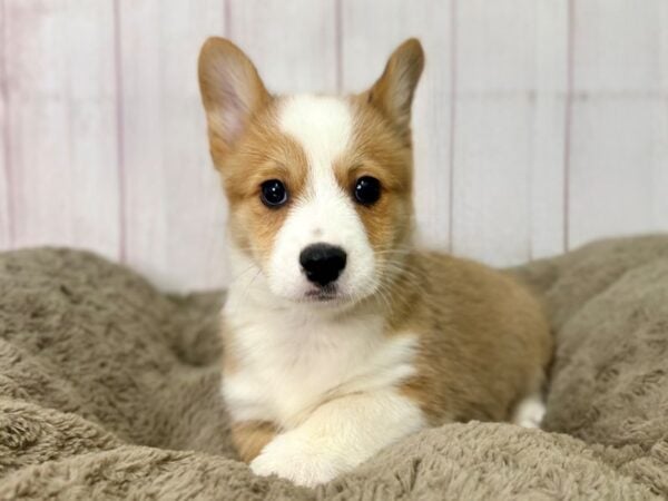 [#29457] Red Male Pembroke Welsh Corgi Puppies For Sale