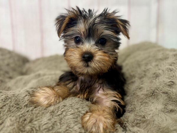 [#29456] Black and Tan Female Yorkshire Terrier Puppies For Sale