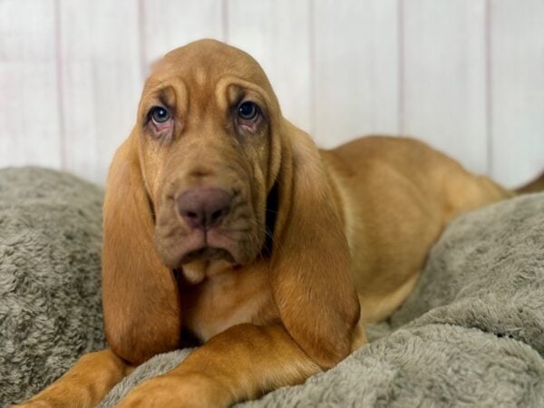 [#29479] Red Female Bloodhound Puppies For Sale