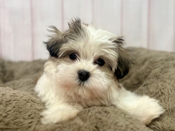 [#29523] White / Gold Female Havanese Puppies For Sale