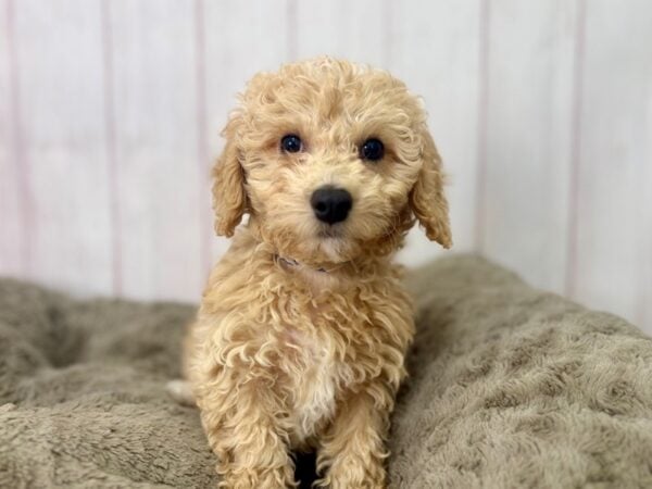 [#29517] Apricot Male Bichon Frise/Poodle Puppies For Sale