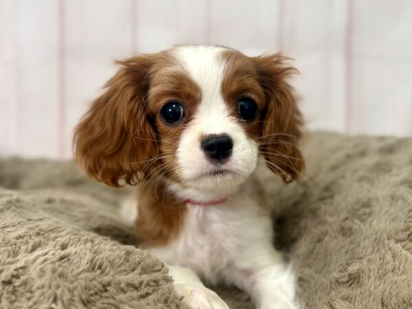[#29519] Blenheim / White Female Cavalier King Charles Spaniel Puppies For Sale