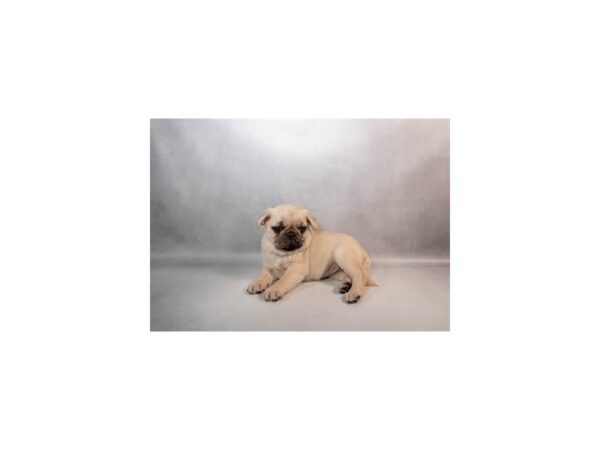 [#29617] Fawn Female Pug Puppies For Sale