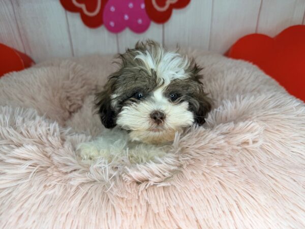 [#29541] Brown and White Female Poodle/Shih Tzu Puppies For Sale