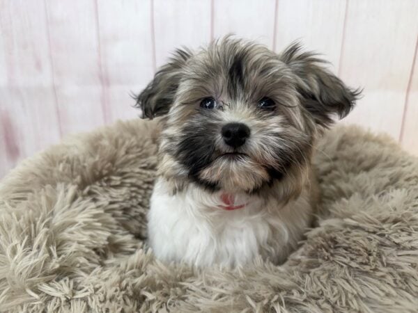 [#29552] White / Gold Female Havanese Puppies For Sale