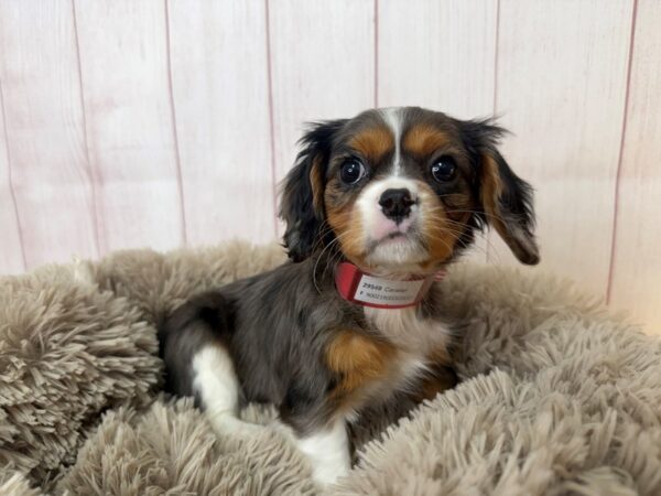 [#29549] Blue Merle / Tan Female Cavalier King Charles Spaniel Puppies For Sale