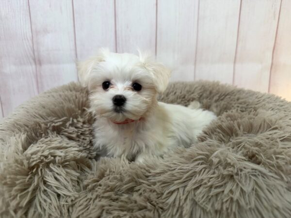 [#29540] White Female Maltese Puppies For Sale
