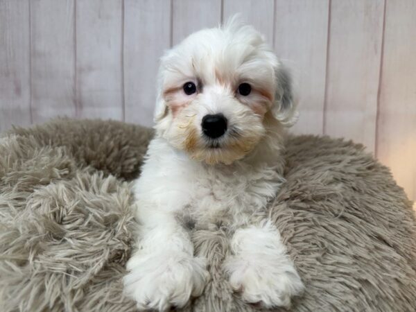 [#29545] White Male F1B sheepadoodle Puppies For Sale