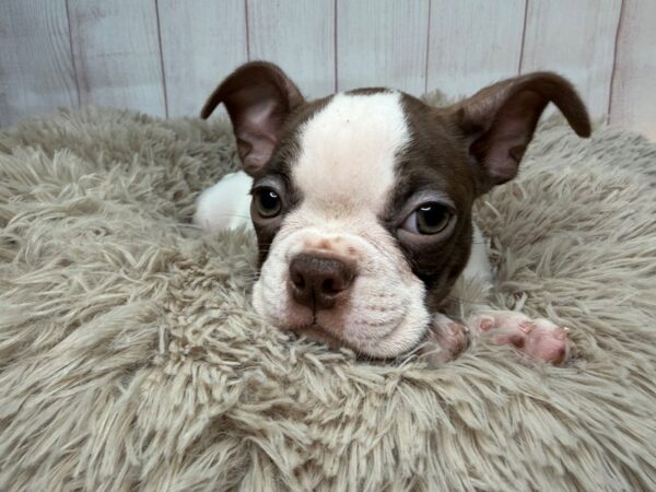[#29553] White / Red Female Boston Terrier Puppies For Sale