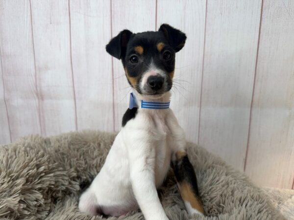 [#29547] White Black / Tan Male Jack Russell Terrier Puppies For Sale