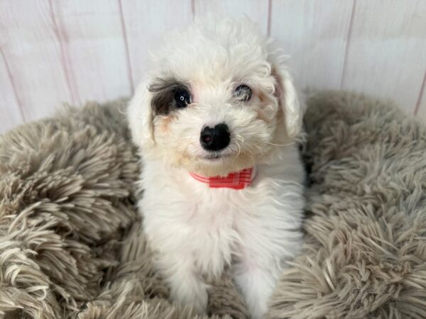 [#29544] White Female F1B sheepadoodle Puppies For Sale