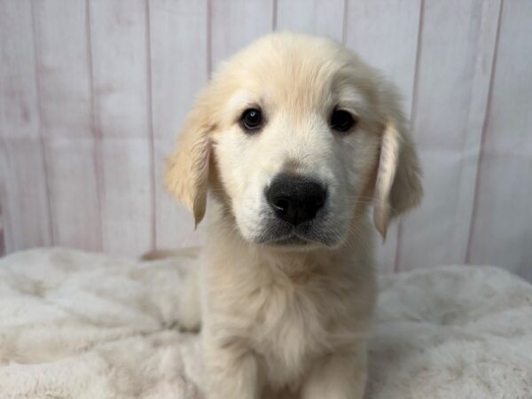 [#29557] Golden Male Golden Retriever Puppies For Sale