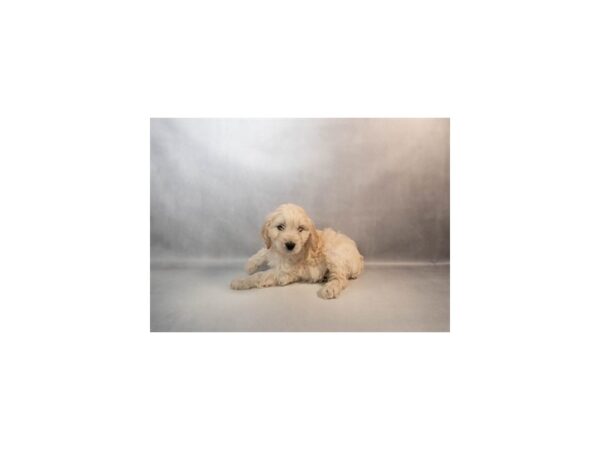 [#29564] Buff Male Cocker Spaniel/Poodle Puppies For Sale