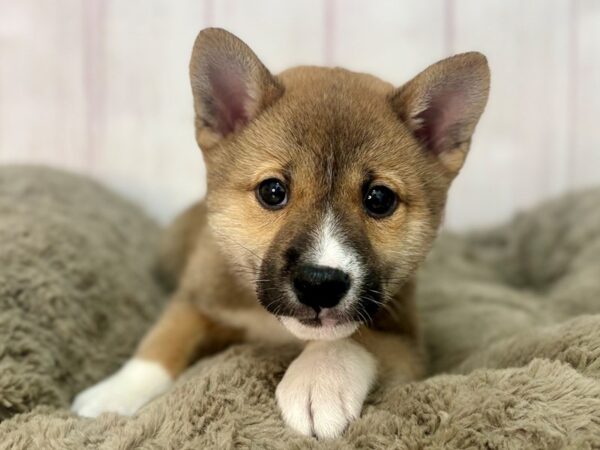 [#29576] Red Sesame Male Shiba Inu Puppies For Sale